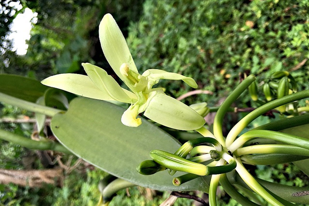 Cách làm tinh chất vanilla nguyên chất tại nhà